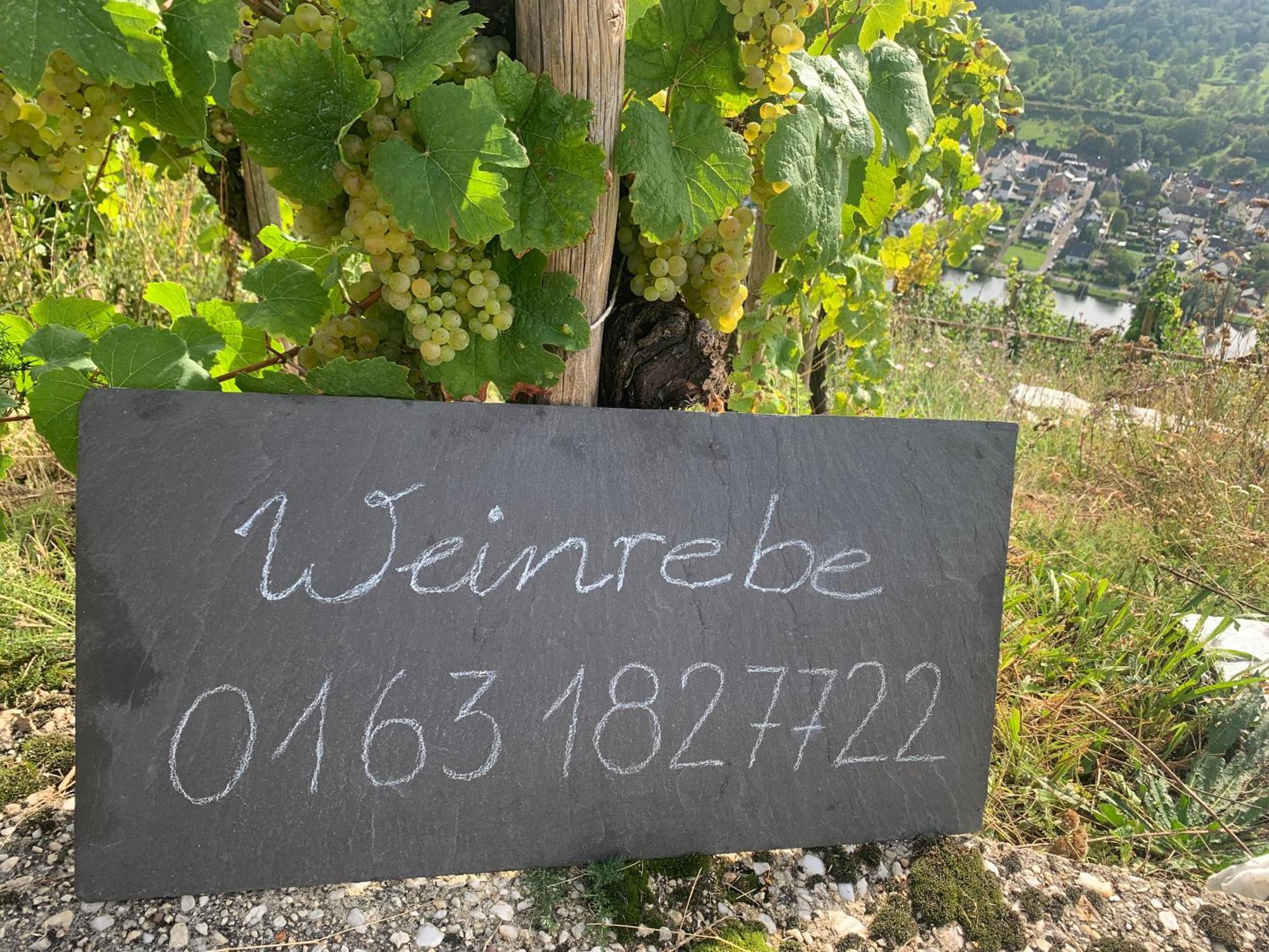 Weinrebe Apartman Bernkastel-Kues Kültér fotó